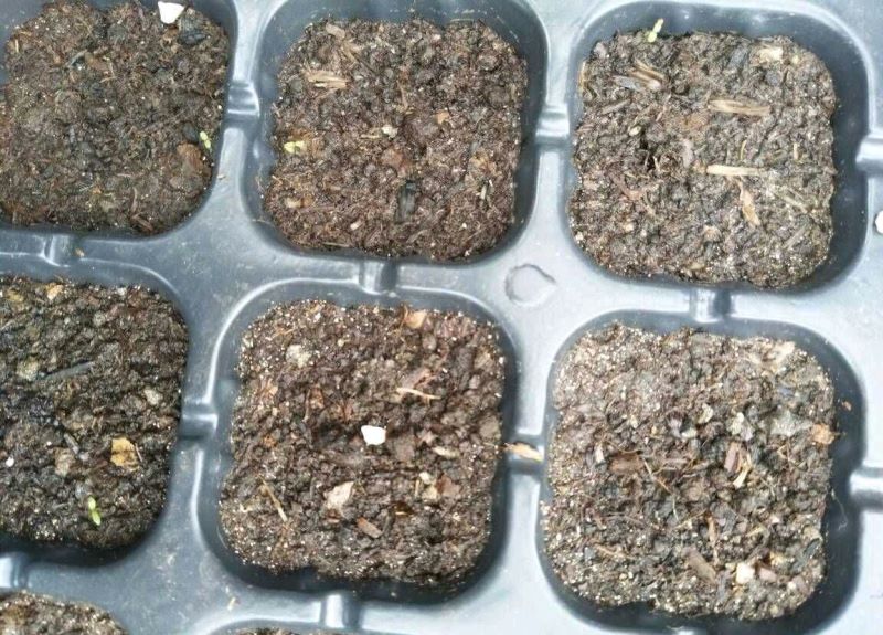 草莓种子怎么种植「草莓种子怎么种植方法 在家盆栽」_1